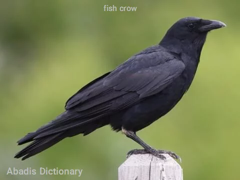 fish crow